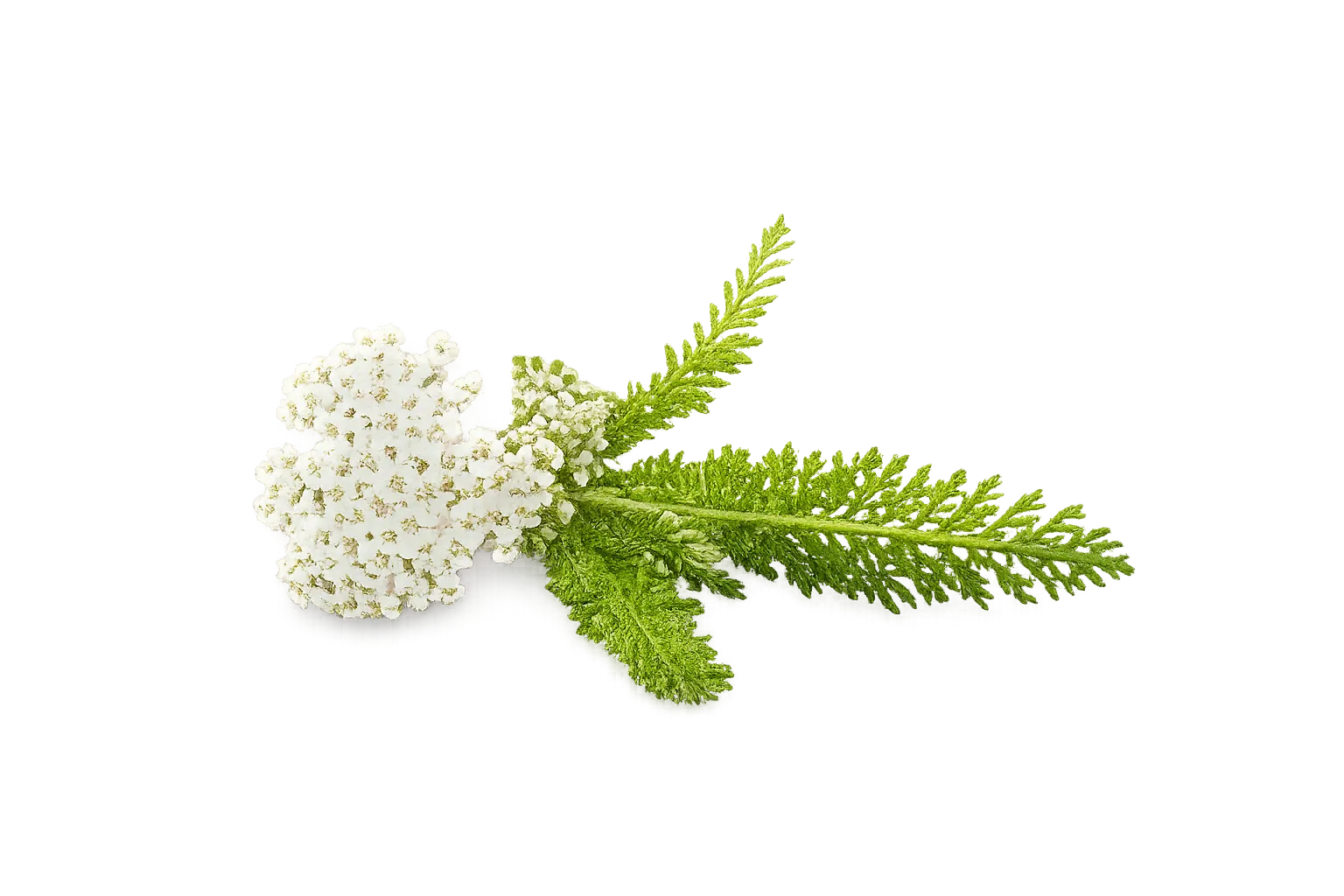 สารสกัดจากยาร์โรว์ - Natural Skincare Ingredient